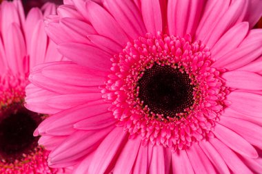 pembe gerbera Daisies closeup ile sığ derinlik-in tarla.