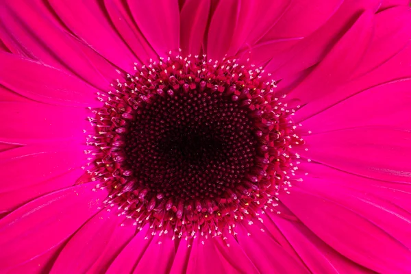 Pureté gerbera Marguerites gros plan avec faible profondeur de champ . — Photo