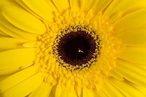 Gerberas amarelas Margaridas close-up com profundidade rasa de campo . — Fotografia de Stock