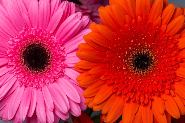 Rosa e laranja gerberas Margaridas close-up com profundidade rasa de — Fotografia de Stock