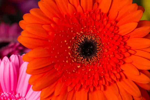 Orange  gerberas Daisies closeup with shallow depth of field. — Φωτογραφία Αρχείου