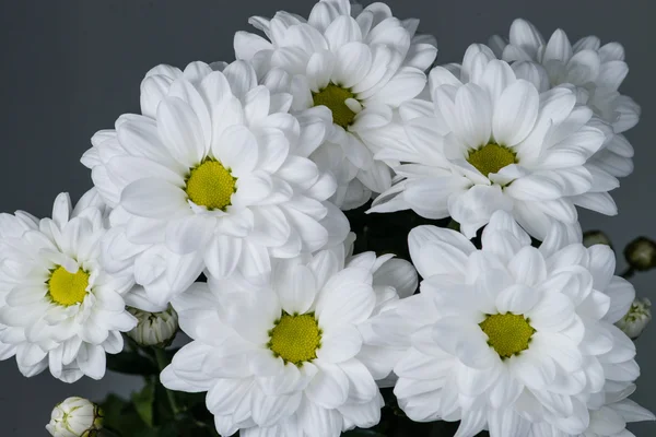 Chrysanthemum daisies closeup with shallow depth of field. — 스톡 사진