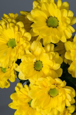 branch of yellow  chrysanthemum daisies closeup with shallow dep