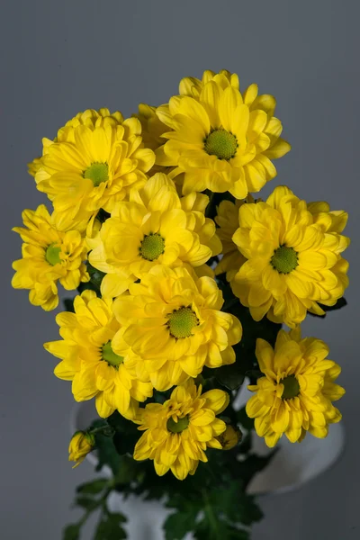 Yellow  chrysanthemum daisies closeup with shallow depth of fiel — Stockfoto