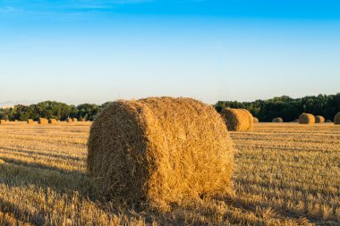 Saman balya hasat sonra sahada. Focus ön plan