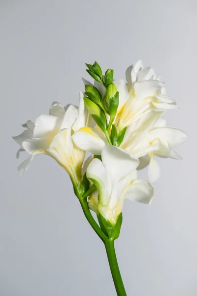 The branch of white freesia with flowers and buds on a gray back — Stock Photo, Image