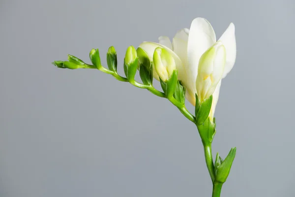 La branche de freesia blanc avec des fleurs et des bourgeons sur un dos gris — Photo