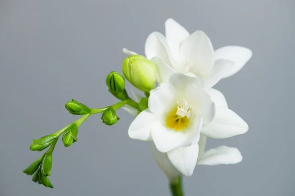 Ο κλάδος της λευκό φρέζια με άνθη και μπουμπούκια σε ένα γκρι πίσω — Φωτογραφία Αρχείου