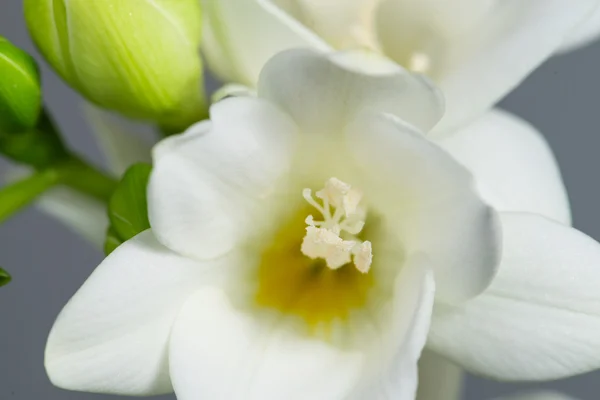 La branche de freesia blanc avec des fleurs et des bourgeons sur un dos gris — Photo