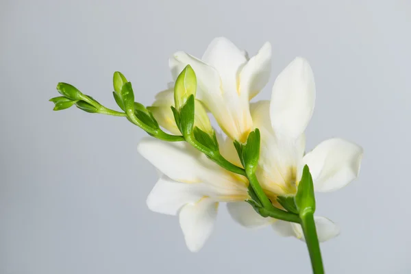 用鲜花和芽灰色背面的白色小苍兰的分支 — 图库照片
