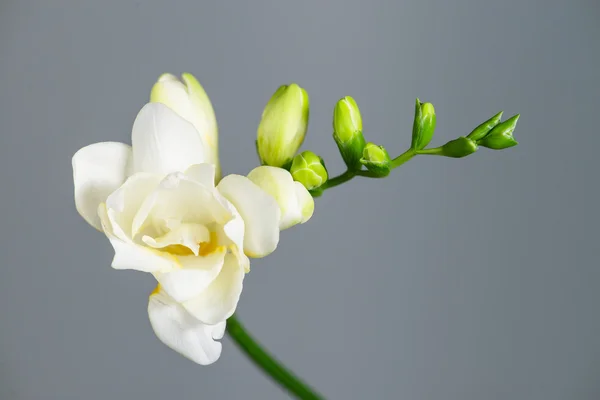 Grenen av vit freesia med blommor och knoppar på en grå rygg — Stockfoto