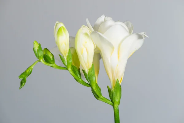 De tak van witte fresia's met bloemen en toppen op een grijze rug — Stockfoto