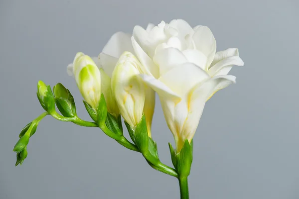 The branch of white freesia with flowers and buds on a gray back — Stock Photo, Image