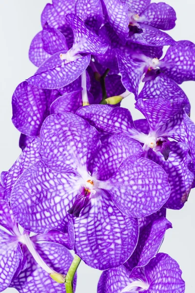 Крупным планом Ванда Орхидея Ванда - Королева орхидей, фиолетовый цветок на — стоковое фото