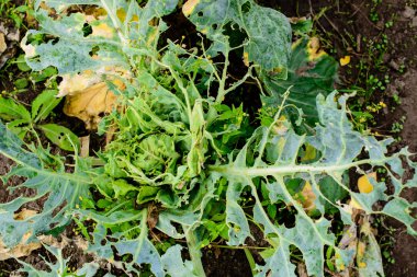 Caterpillar üzerinden brokoli bir lahana kelebeği