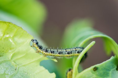 Pieris brassicae tırtıl böcek yeme yaprak, ca denilen yaratık