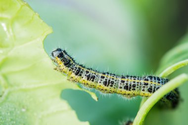 Pieris brassicae caterpillar pest eating leaf, critter called ca clipart