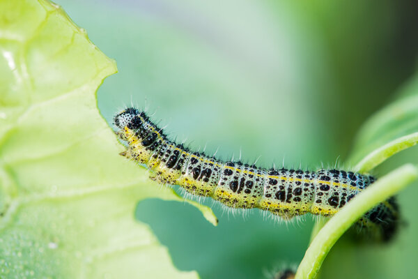 Pieris brassiscae caterpillar pest eating leaf, critter called ca
