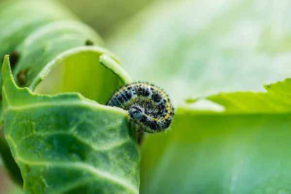 Chenille d'un papillon au chou sur le brocoli. Profondeur faible — Photo