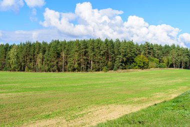 Backdr karşı buğday alanının yeşil sürgünler ile sürülmüş hills