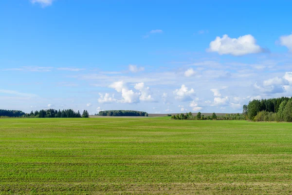 Geploegd heuvels met groene scheuten van tarweveld met blauwe wolken — Stockfoto