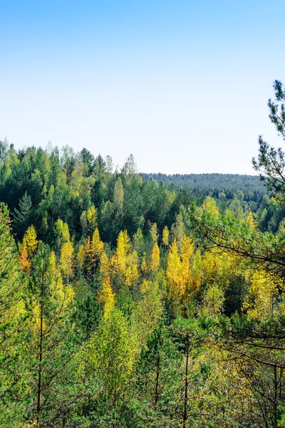 Paisaje temprano del bosque de otoño en un día soleado —  Fotos de Stock