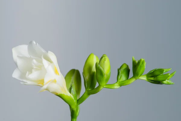 用鲜花和芽灰色背面的白色小苍兰的分支 — 图库照片