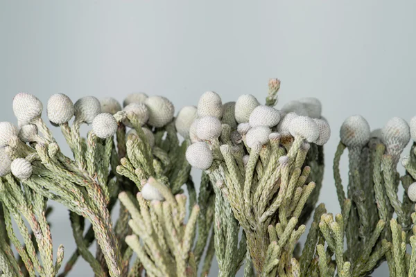 회색 배경에 brunia 꽃의 상세 보기 — 스톡 사진