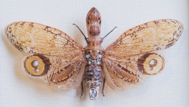 close-up fonarnitsa laternariya (laternaria laternaria), Tingo M