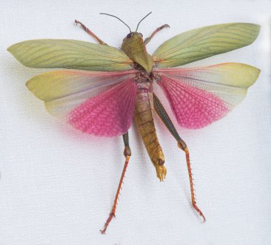 close-up of locust (Lophacris cristata), Tingo Maria, Peru, Sout