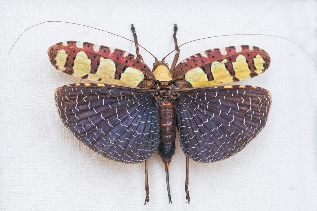 grasshopper Sanaea imperialis, Indonesia