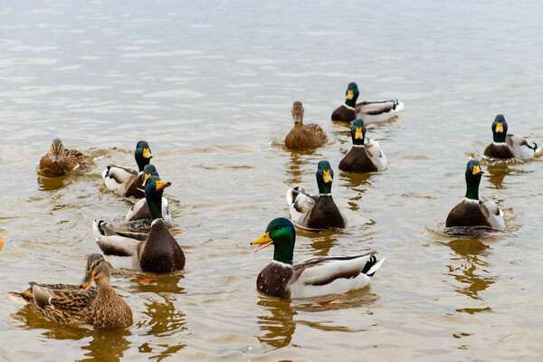 ducks floating in the water, feeding the ducks, bread in beak hu