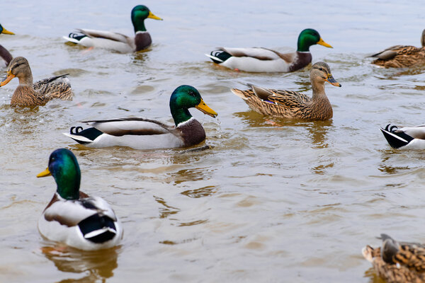 ducks floating in the water, feeding the ducks, bread in beak hu