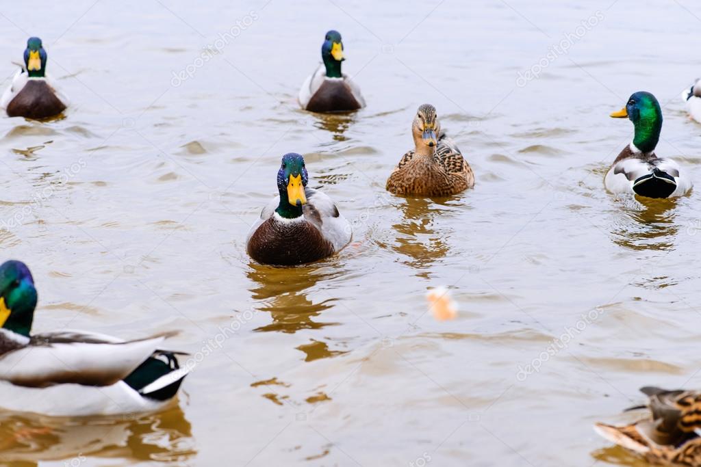 ducks floating in the water, feeding the ducks, bread in beak hu