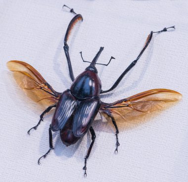 Palm Weevil bamboo (cyrtotrachelus buqueti), Thailand