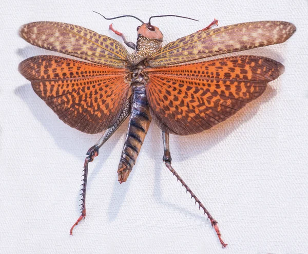 Close-up of locust (Topidacris dux), Tingo Maria, Peru, South Am — Φωτογραφία Αρχείου