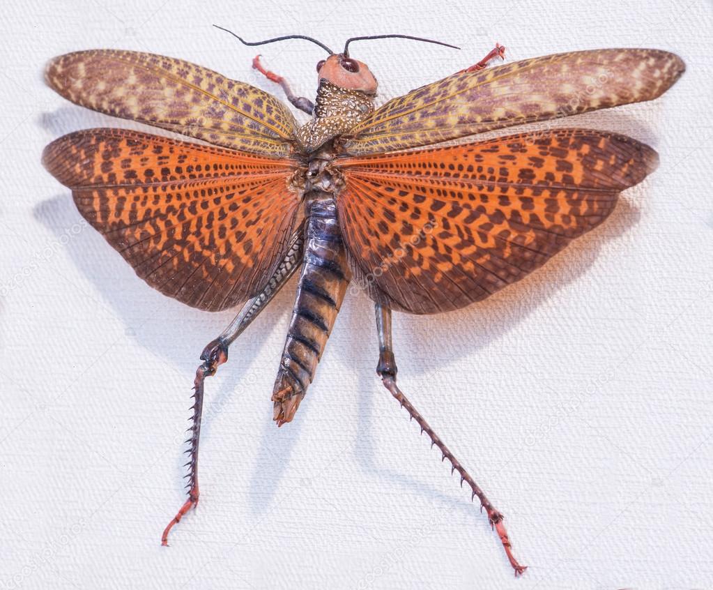 close-up of locust (Topidacris dux), Tingo Maria, Peru, South Am