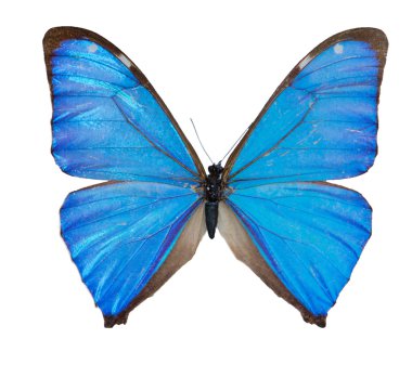 close-up of Blue Morpho Butterfly isolated on white background clipart