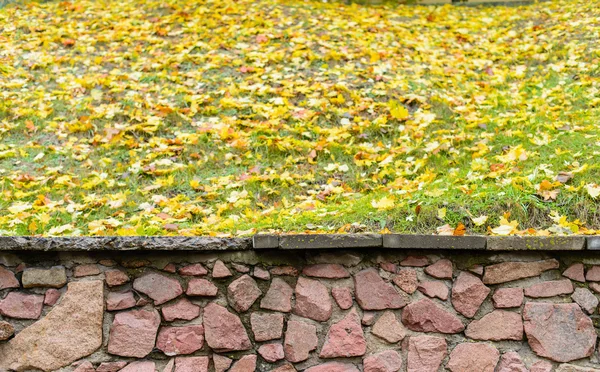 Hojas de arce amarillo otoño en el pavimento (DOF poco profundo; color t — Foto de Stock