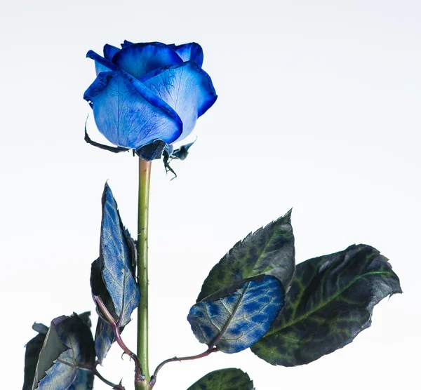 Rosa azul de cerca aislado en blanco —  Fotos de Stock