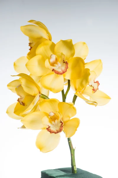 Cymbidium jaune orchidée gros plan isolé sur fond blanc — Photo