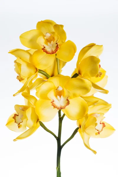 Yellow cymbidium orchid close-up isolated on white background — Stock Photo, Image