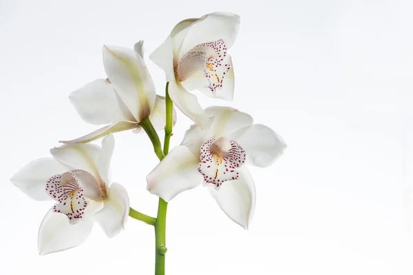 Белый Cymbidium орхидеи крупным планом изолированы на белом фоне — стоковое фото