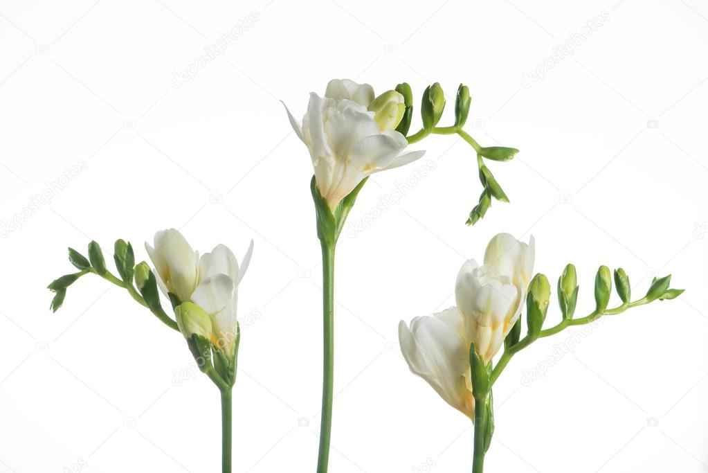Beautiful white freesia flower closeup, isolated on white Stock Photo