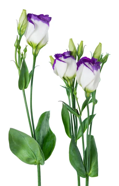 Close up of white-purple eustoma isolated on a white background — Stock Photo, Image