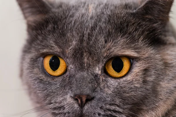 Британский кот Shorthair, 5 лет — стоковое фото