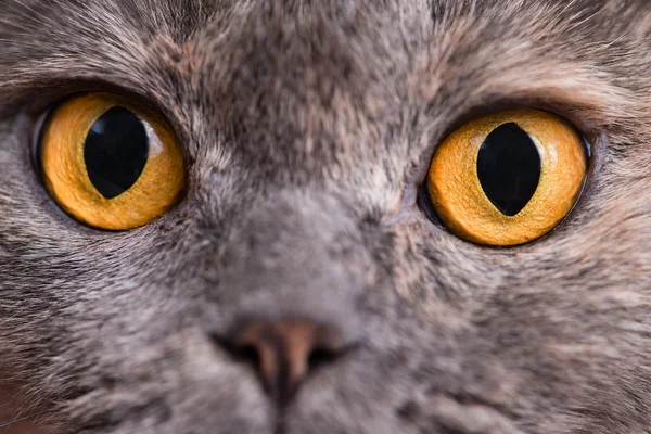 Close-up of orange eyes British Shorthair cat, 5 years old — Stock Photo, Image