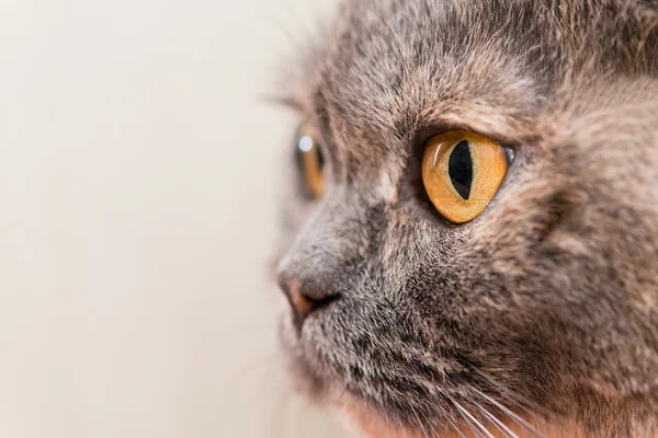 Close-up of orange eyes British Shorthair cat, 5 years old — Stock Photo, Image