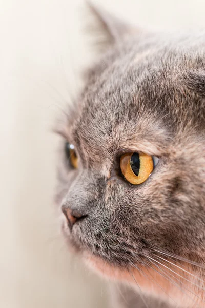 Close-up of British Shorthair cat, 5 years old — Stock Photo, Image