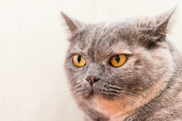Close-up of British Shorthair cat, 5 years old — Stock Photo, Image